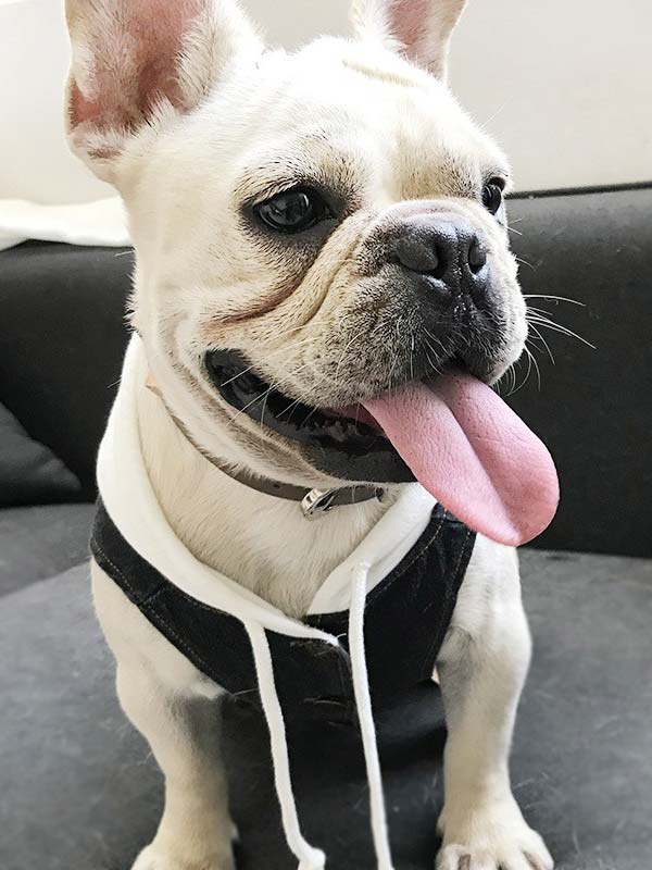 Denim fabric pet dog clothes 06-0208 Denim fabric pet dog clothes 06-0208