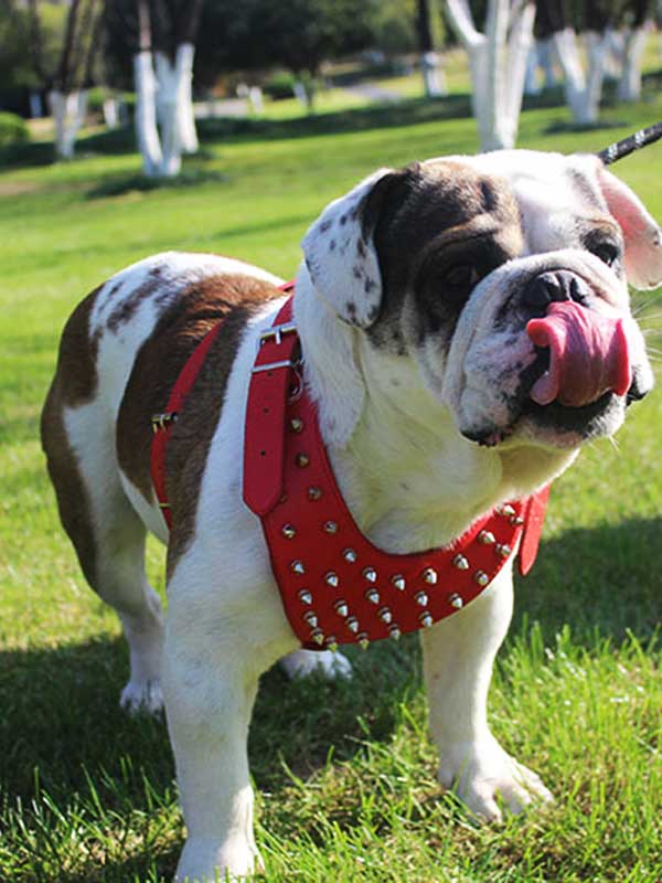 Premium Dog Supplies GMTPET