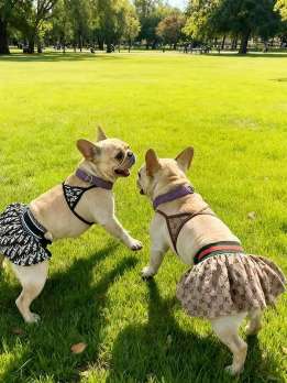 Wholesale pet clothing, pet bikini, dog swimwear, cat and dog clothes, pet party costume